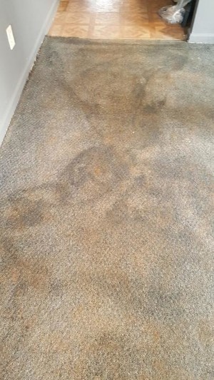 Dirty carpet
