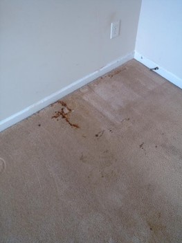 Carpet Cleaning Winston, GA